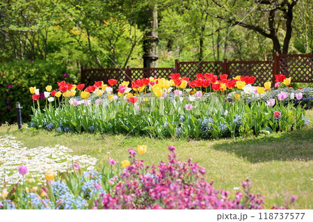 可愛い　チューリップの花 118737577