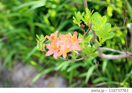 レンゲツツジの花 レンゲツツジの花 118737761