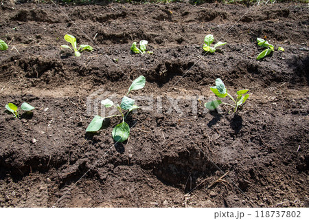 キャベツと白菜の定植 キャベツと白菜の定植 118737802