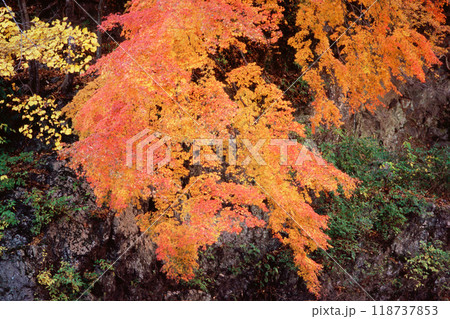 鮮やかに紅葉したもみじ 118737853