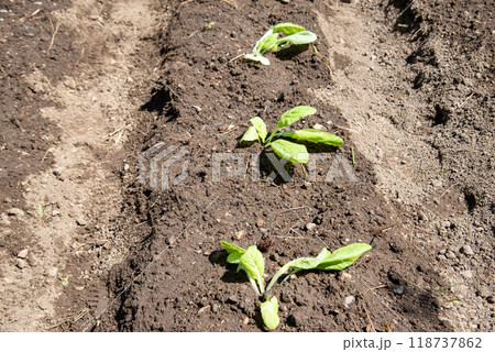 白菜の定植 白菜の定植 118737862