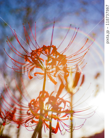 夕日の光に包まれた秋の赤い彼岸花　レンズフレア　ネガフィルム風 118737867