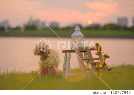 夕日と浜辺とトイプードル 118737940