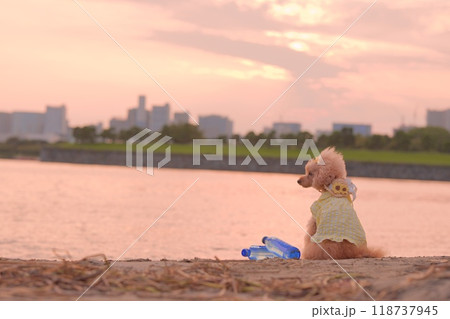 夕日を見つめるトイプードル 夕日を見つめるトイプードル 118737945