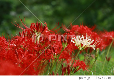 満開になった曼珠沙華 118737946