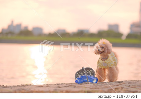 夕暮れの海岸で遊ぶトイプードル 夕暮れの海岸で遊ぶトイプードル 118737951