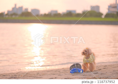 夕暮れの海岸で遊ぶトイプードル 118737952