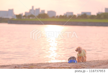 夕暮れの海岸で遊ぶトイプードル 夕暮れの海岸で遊ぶトイプードル 118737953