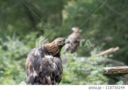 多摩動物公園の鷲 118738244