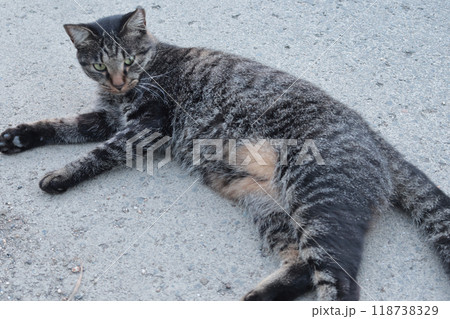 道端で横になるとら猫 118738329