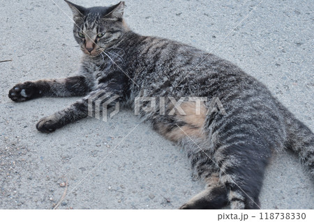 道端で横になるとら猫 118738330