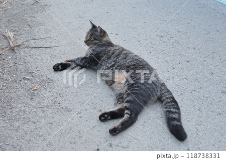 道端で横になるとら猫 118738331