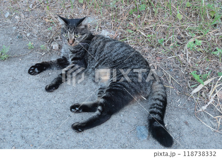 道端で横になるとら猫 118738332