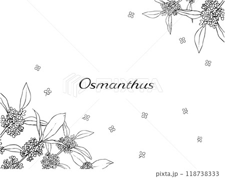 キンモクセイの線画のフレーム 118738333