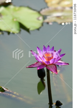 池に浮かぶ満開の睡蓮の花 118738496