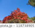 青空バックに見るちょうど見頃の紅葉情景 118738905