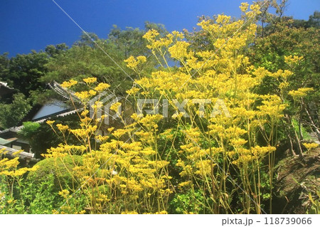 オミナエシ オミナエシ 118739066