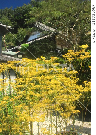 オミナエシ 118739067