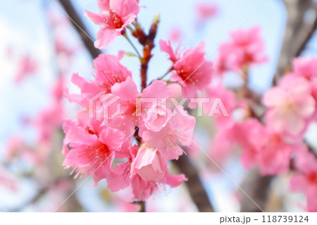 沖縄の桜である緋寒桜3 118739124