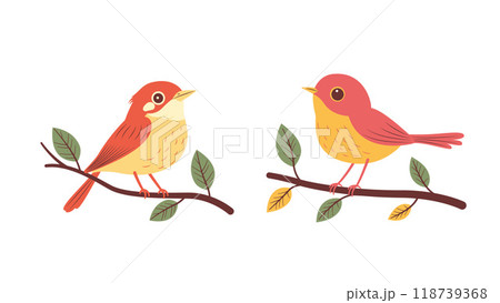 A Pair of Cute Orange Robin Bird Animal Perched on Tree Branch 118739368