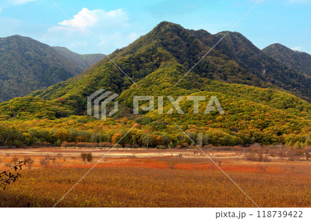 草紅葉の小田代ヶ原 118739422