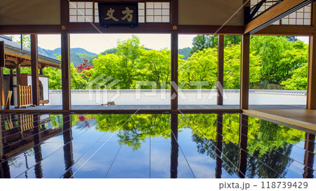 新緑の床もみじ 新緑の床もみじ 118739429