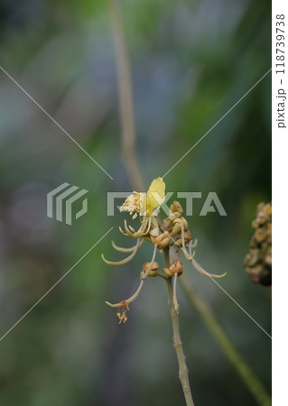 イチベンバナの花 118739738