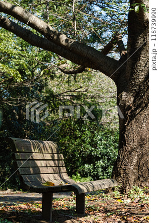 木下の落ち着くベンチ 118739990