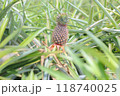 沖縄のパイナップルやさとうきびの畑6 118740025