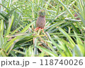 沖縄のパイナップルやさとうきびの畑7 118740026