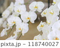 沖縄県の真っ白な胡蝶蘭 118740027