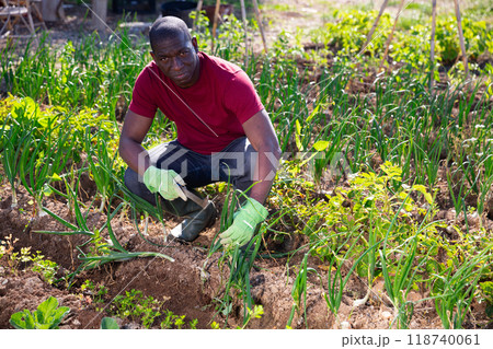 Positive african american man harvesting green onion Positive african american man harvesting green onion 118740061