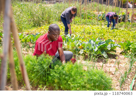 African american man gardener working with greens African american man gardener working with greens 118740063