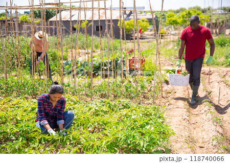 Mexican woman gardener during working with potatoes bushes 118740066