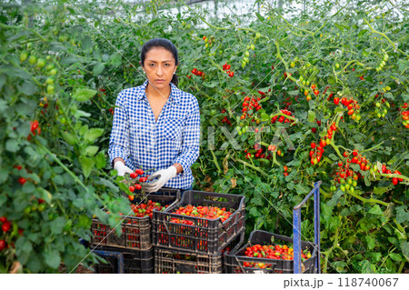 Hispanic female worker gathering crop of tomatoes in hothouse Hispanic female worker gathering crop of tomatoes in hothouse 118740067