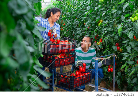 Woman helps man to harvest tomatoes in greenhouse Woman helps man to harvest tomatoes in greenhouse 118740118