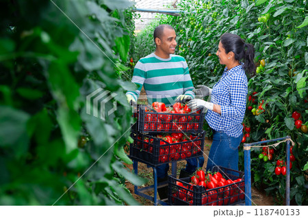 Woman helps man to harvest tomatoes in greenhouse Woman helps man to harvest tomatoes in greenhouse 118740133