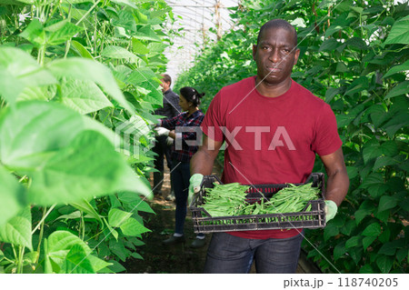 African american horticulturist carrying bean in crates in glasshouse 118740205