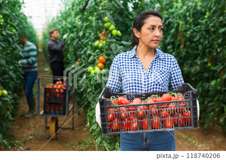 Female latino farmer puts red tomatoes in plastic box for sale 118740206