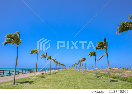 沖縄県豊見城市のヤシの木ロード 118740265