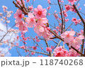 沖縄県の緋寒桜 118740268