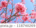 沖縄県の緋寒桜2 118740269