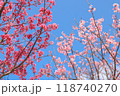 沖縄県の緋寒桜3 118740270
