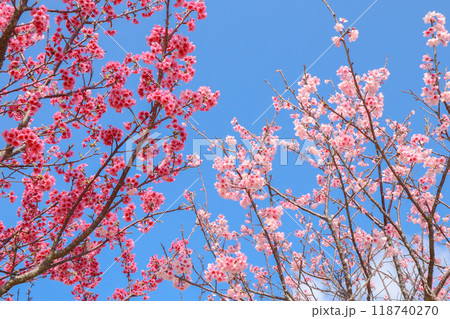 沖縄県の緋寒桜3 沖縄県の緋寒桜3 118740270