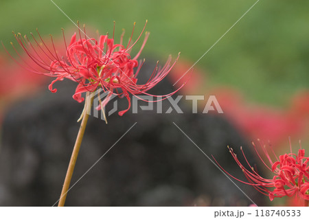 清楚な赤い彼岸花 118740533