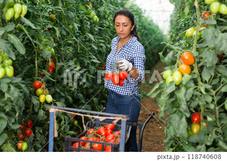 Hispanic female worker gathering crop of tomatoes in hothouse 118740608