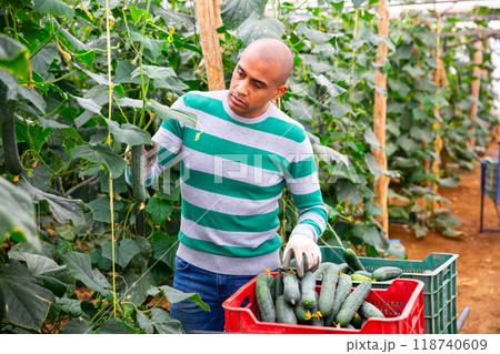 Hired latino worker picks crop of cucumbers in greenhouse 118740609