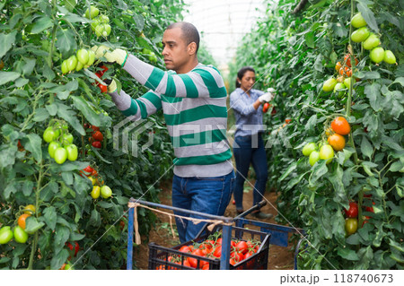 Latin american worker gathering crop of tomatoes in hothouse Latin american worker gathering crop of tomatoes in hothouse 118740673