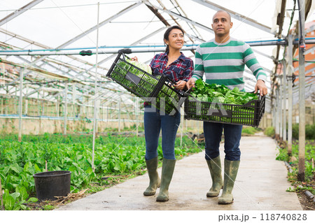 Farmer couple holding crates with lettuce and celery 118740828
