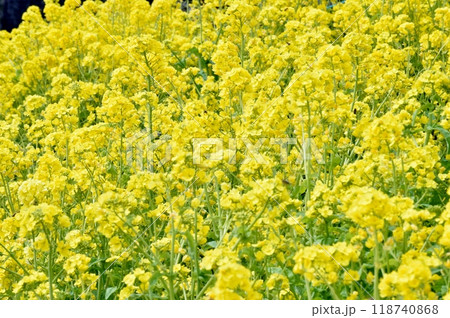 菜の花畑 118740868